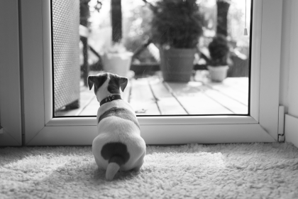 Dog looking outside through door window 